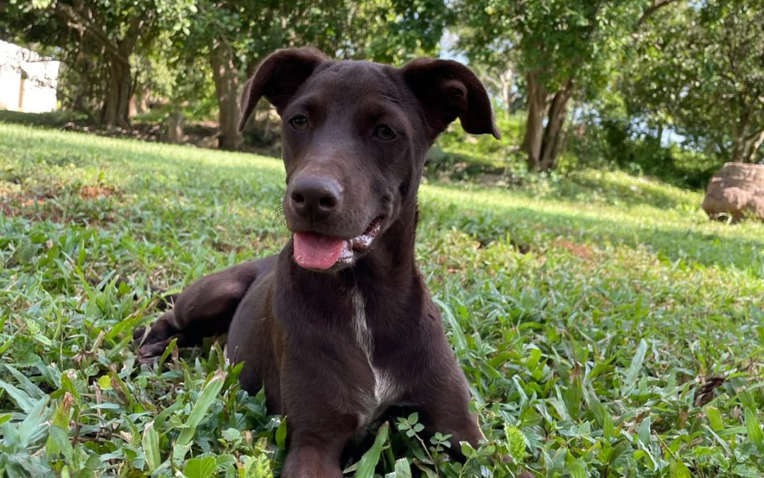 Penelope