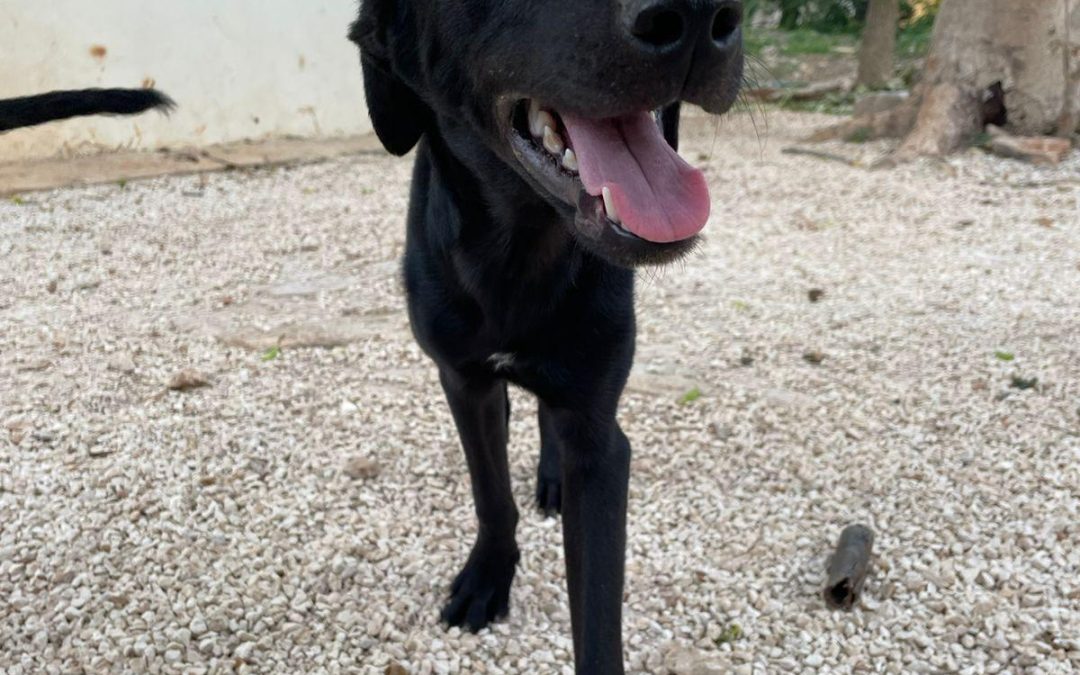Onyx