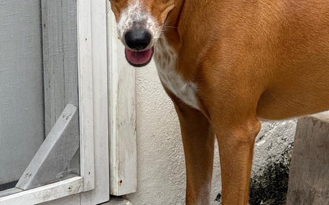 Coco