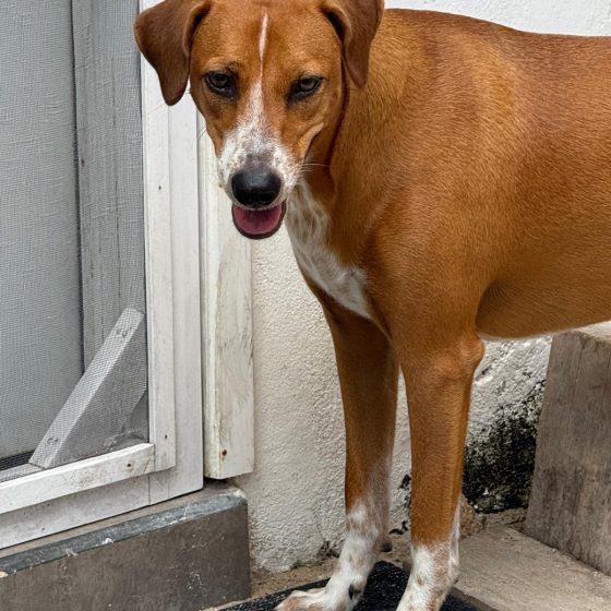 Coco