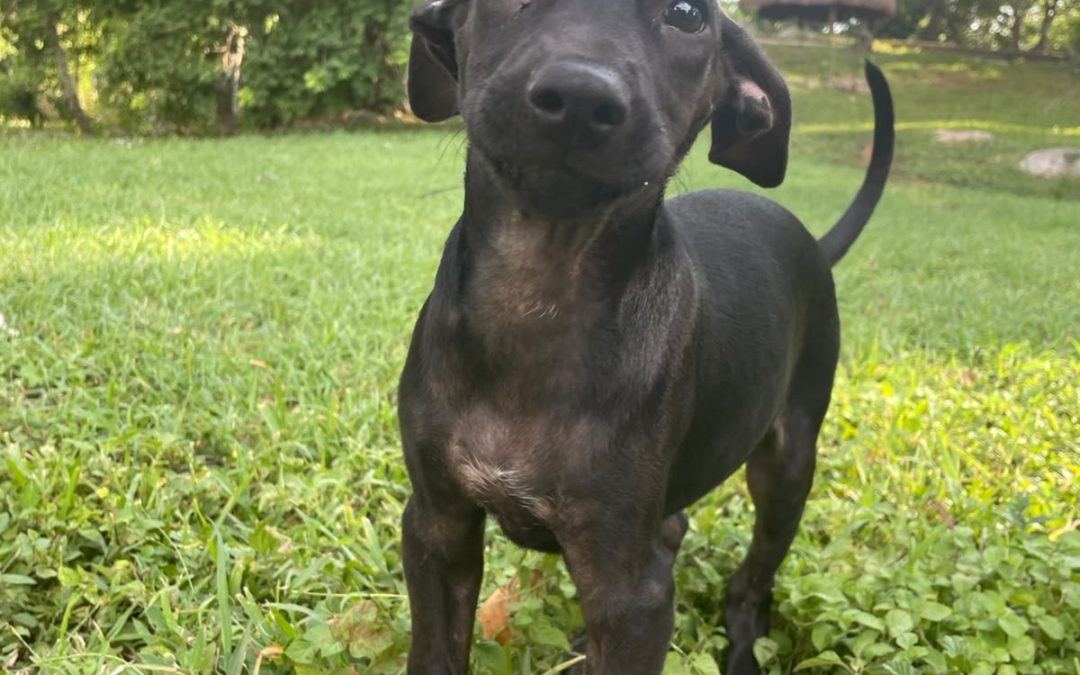 Oso