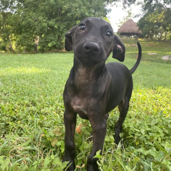 Oso